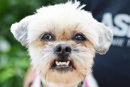 an angry dog